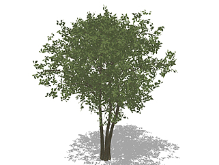<em>枫香树</em>乔木草图大师模型，景观绿植sketchup素材下载