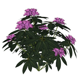 云锦杜鹃绿植sketchup模型，现代观花植物skp文件下载