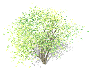 国王枫乔木sketchup素材，景观绿植草图大师模型下载