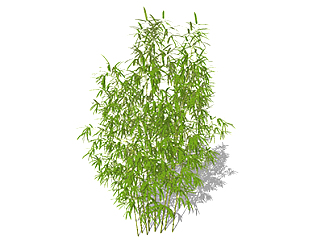 桂竹植物su模型，景观绿植草图大师模型下载