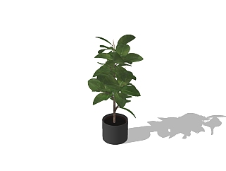 橡皮<em>树</em>植物盆栽sketchup免费模型，橡皮<em>树</em>盆栽草图大师...