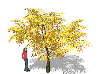黄栌乔木sketchup素材，景观绿植草图大师模型下载