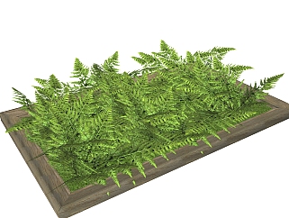 <em>波士顿</em>蕨绿植sketchup模型，现代观叶植物skp文件下载