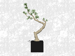 黑松盆栽草图大师模型，家居植物sketchup模型下载