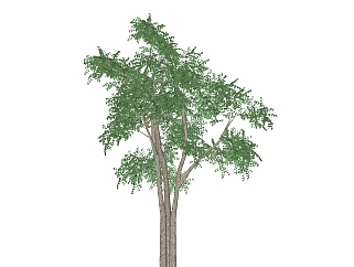 菩提树景观树免费su模型下载、景观树草图大师模型下载