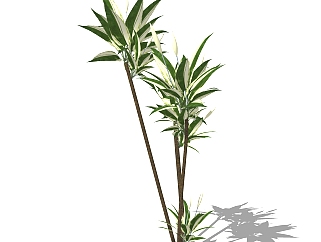 香龙血树灌木丛su模型，常绿灌木草图大师模型下载