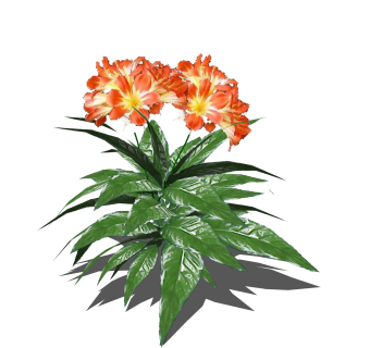 露薇花绿植sketchup模型，现代观花植物skp文件下载