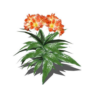 露薇花绿植sketchup模型，现代观花植物skp文件下载