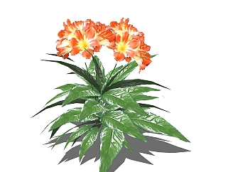 露薇花绿植sketchup模型，现代观花植物skp文件下载