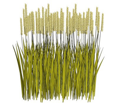 小麦绿植sketchup模型，现代观叶植物skp文件下载