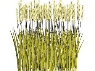 小麦<em>绿植</em>sketchup模型，现代观叶植物skp文件下载