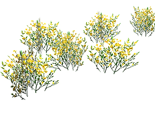 沙冬青灌木su素材，景观绿植草图大师模型下载