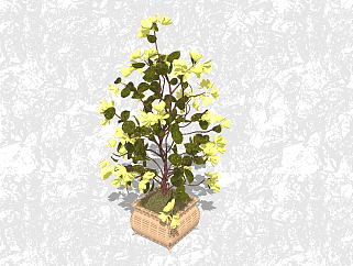 腊肠树盆栽草图大师模型，家居植物盆景su模型下载