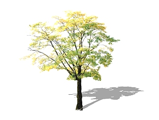 榉树景观树su模型下载、景观树草图大师模型下载