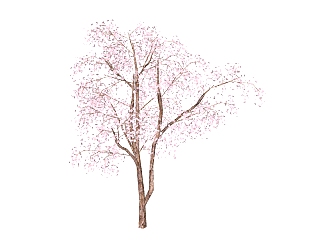 日式造景树SU模型下载，<em>樱花树</em>草图大师模型