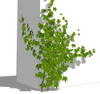 常春藤sketchup文件，园艺藤蔓草图大师模型下载