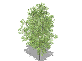 复羽叶栾树乔木su素材，景观绿植草图大师模型下载