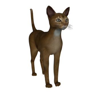 现代阿比西尼亚猫草图大师模型，动物sketchup模型下载