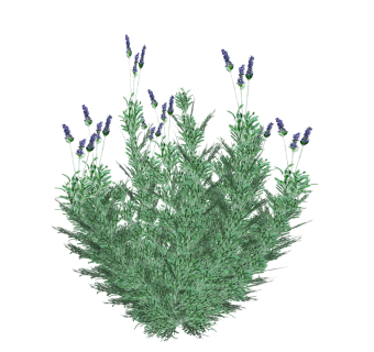 鼠尾草绿植sketchup模型，现代观花植物skp文件下载