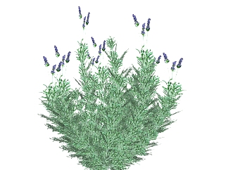 鼠尾草绿植sketchup模型，现代观花植物skp文件下载