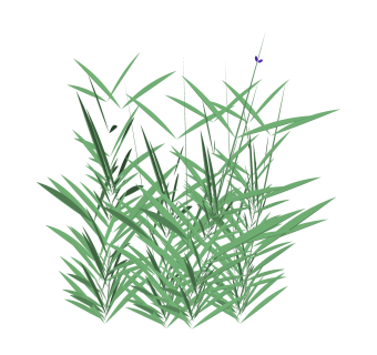 紫娇花绿植sketchup模型，室内观花植物skp文件下载