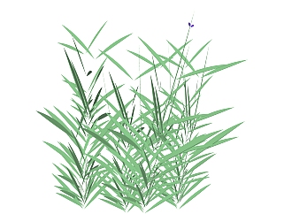 紫娇花绿植sketchup模型，室内观花植物skp文件下载
