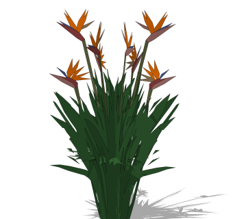 鹤望兰绿植sketchup模型，观花植物skp文件下载