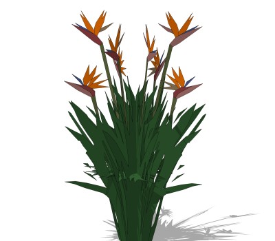 鹤望兰绿植sketchup模型，观花植物skp文件下载