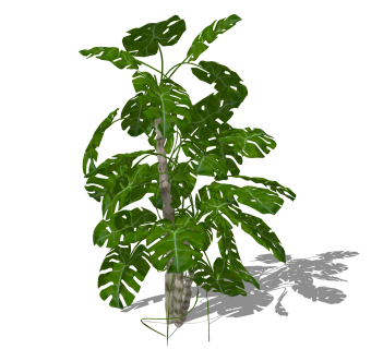 龟背竹灌木丛su模型，常绿灌木草图大师模型下载