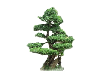 <em>罗汉松</em>景观树组件免费su模型下载、景观树草图大师模型...