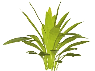 香<em>龙</em>血树绿植sketchup<em>模型</em>，现代观叶植物skp文件下载