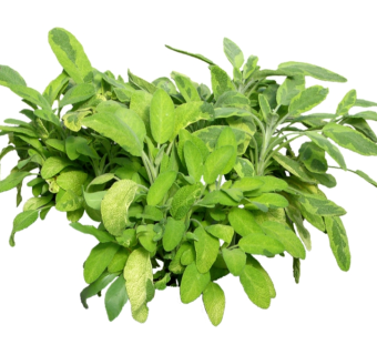 鼠尾草su模型免费下载，草图大师植物鼠尾草模型分享