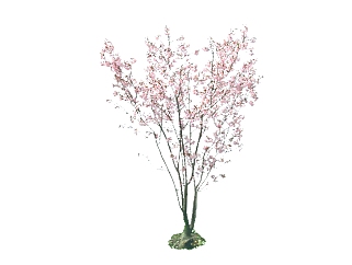 桃花树，SU模型免费下载