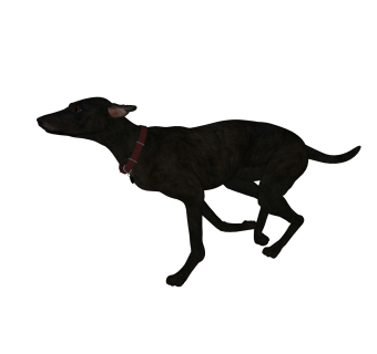 现代灵缇犬草图大师模型，动物sketchup模型下载