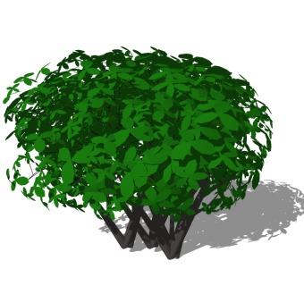九里香灌木球sketchup模型下载，灌木地被草图大师模型
