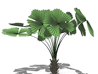 圆叶刺<em>轴</em>榈绿植sketchup模型，现代观叶植物skp文件...