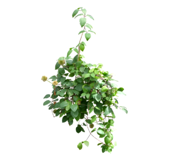 华中铁线莲草图大师模型，sketchup植物草模型下载