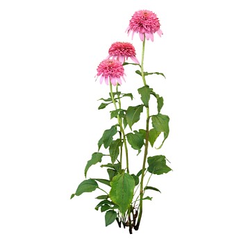 现代植物非洲菊su模型下载，非洲菊草图大师模型分享