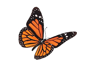 现代蝴蝶免费su模型，动物草图大师模型下载