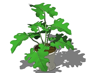 <em>春羽</em>盆栽植物su模型，园艺花草sketchup模型下载