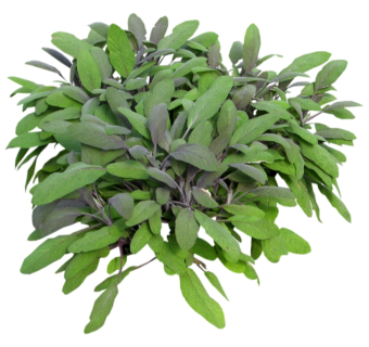 绵毛水苏草图大师模型，sketchup植物绵毛水苏模型下载