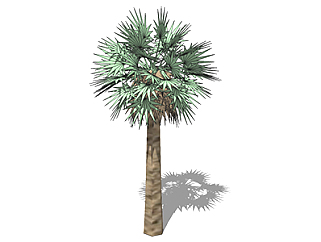 棕榈<em>树</em>乔木sketchup<em>素材</em>，景观绿植草图大师模型下载
