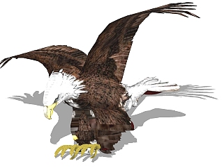 现代鹰动物草图大师模型，动物sketchup模型下载
