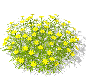 金鸡菊绿植sketchup模型，现代观花植物skp文件下载