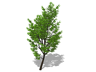 红花槭乔木sketchup素材，景观绿植草图大师模型下载