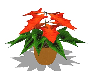 一品红绿植sketchup模型，现代观花植物skp文件下载