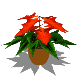 一品红绿植sketchup模型，现代观花植物skp文件下载