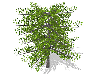 重阳木乔木sketchup素材，景观绿植草图大师模型下载