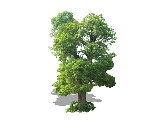 香樟景观树组件免费su模型下载、景观树草图大师模型下载