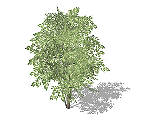 幌伞枫乔木草图大师模型，景观绿植sketchup素材下载